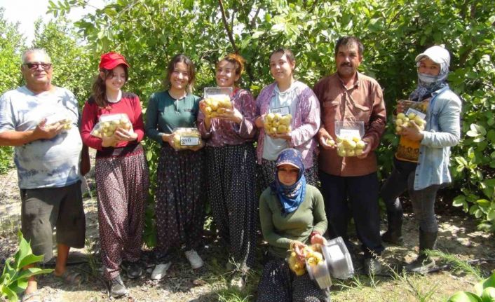 Mersin’de tropikal meyve guavanın hasadına başlandı