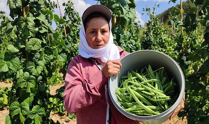 Meşhur Çameli fasulyesinde hasat devam ediyor