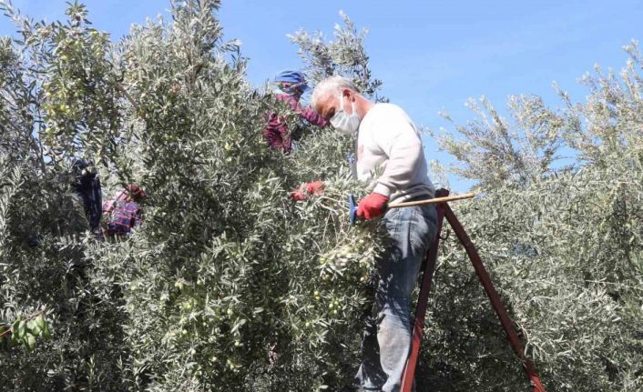 Mut’ta zeytin hasadı başladı