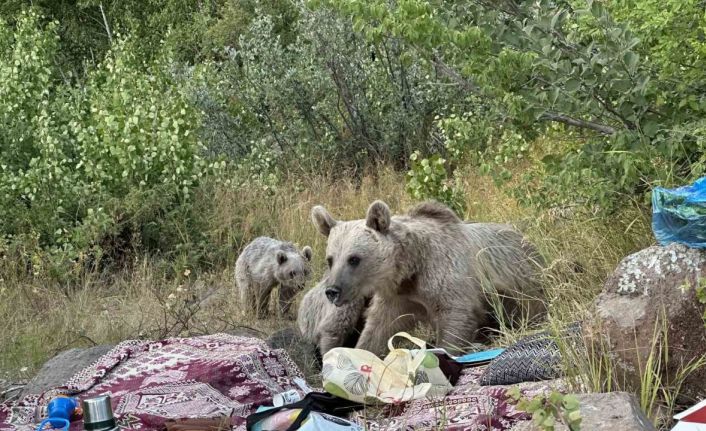 Nemrut’ta ayılar piknikçilerin sofrasına oturdu