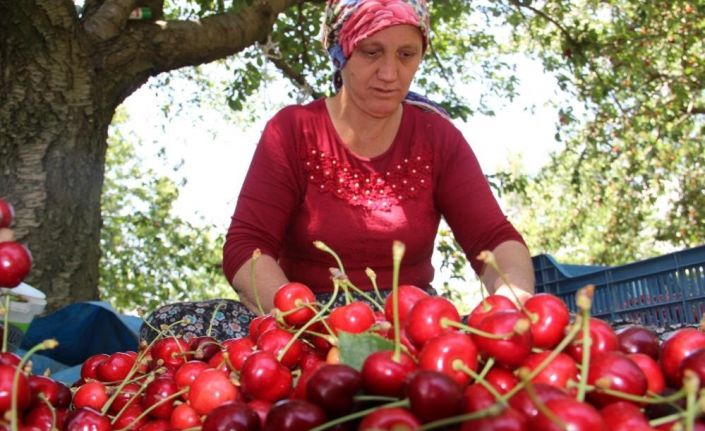 Olumsuz iklim şartlarına rağmen kiraz ve domates ihracatında rekor