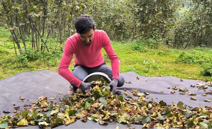 Ordu’da fındık hasat sezonu sonbaharda da devam ediyor