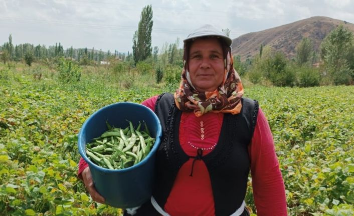 (ÖZEL) Şuhut’ta hasadı yapılan fasulye fiyatıyla üreticisinin yüzünü güldürdü