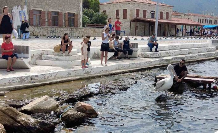 Pelikan ’Tosun’ bu yaz da Foça’yı tercih etti