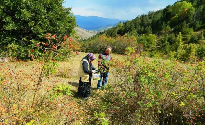 Posof’ta kış hazırlıkları