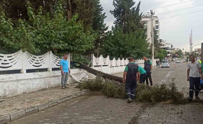 Sağanak yağışa dayanamayan ağaç devrildi