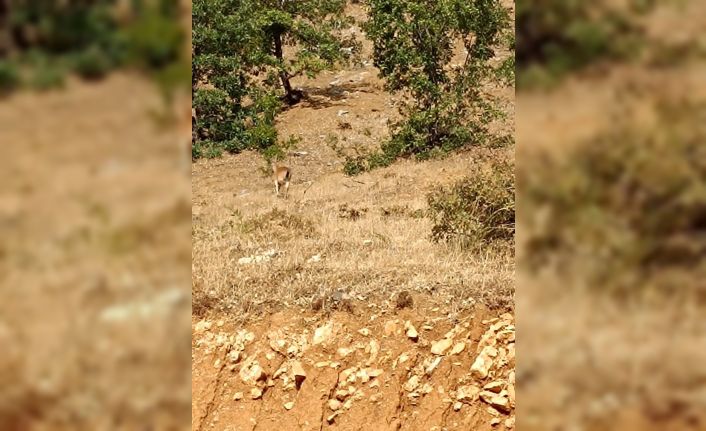 Sarım Çayında yaban keçileri görüntülendi