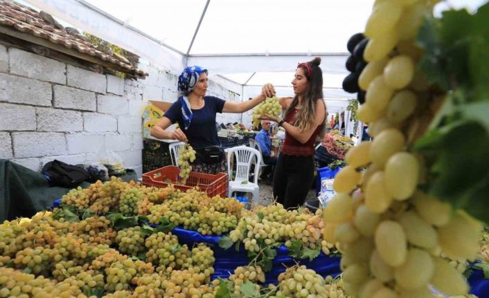 Selçuk Gökçealan üzüm şenliğine hazırlanıyor