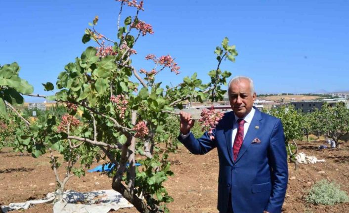 Siirt’te fıstık hasadı başladı