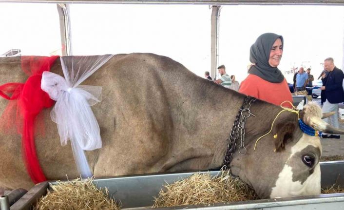 Süt sağma yarışmasında renkli görüntüler yaşandı