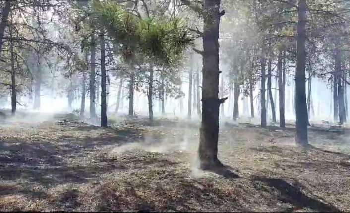 Tekirdağ’daki orman yangını kontrol altına alındı