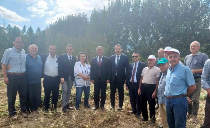 Tescilli kenevirde hasat zamanı