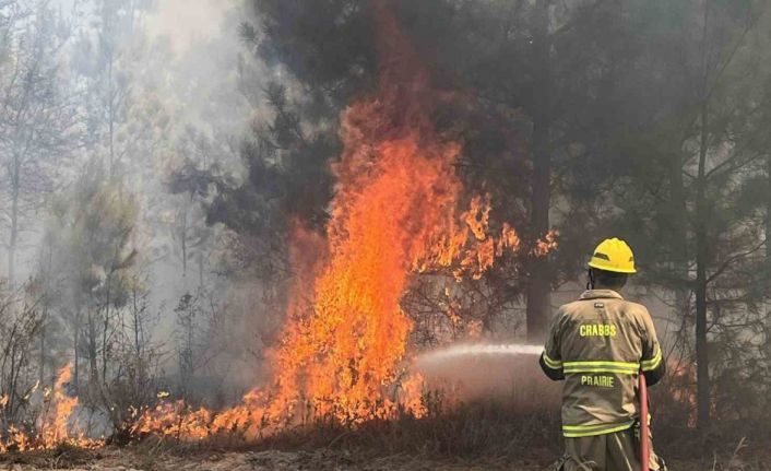 Texas’ta orman yangını: 4 bin 428 dönüm alan yandı