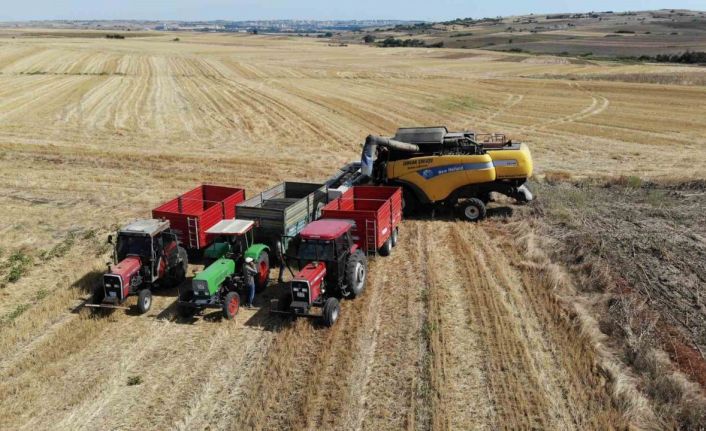 Trakya’da kuraklık ayçiçeklerini vurdu