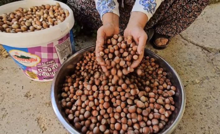 Tufanbeyli’de fındık yetiştirilmeye başlandı