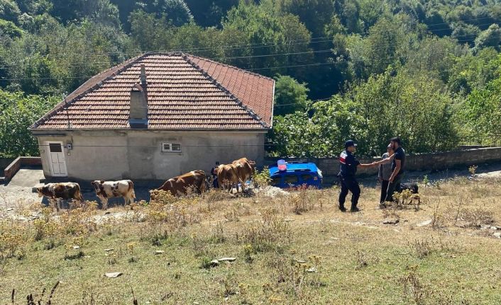 Vatandaşın kayıp hayvanlarını jandarma buldu