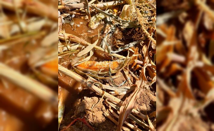 Yaban domuzları mısır tarlasına zarar verdi