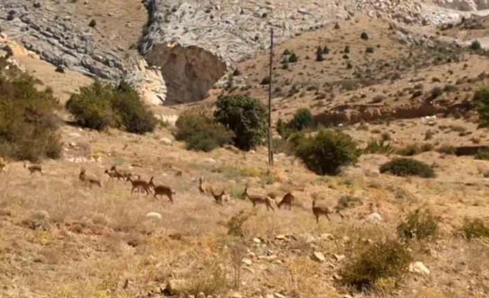 Yaban keçileri Gümüşhane’nin doğal güzelliğine renk kattı