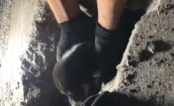 Yaramaz yavru köpek, darbeli matkapla kurtarıldı