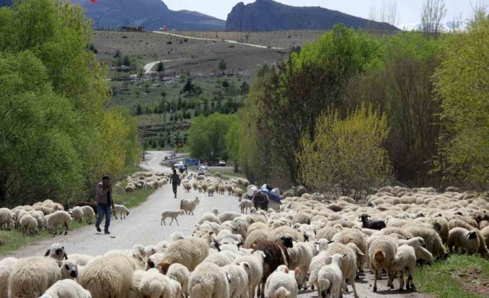 Yayla mesaisini tamamlayan Doğu Anadolu’daki göçerler dönüş yolunda