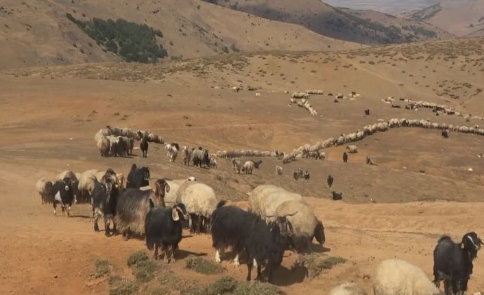 Yaylacılar büyük göç öncesi son hazırlıklarını tamamladı