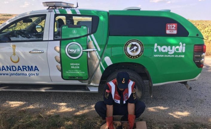 Yol kenarına atılan 5 yavru köpeğe jandarma sahip çıktı