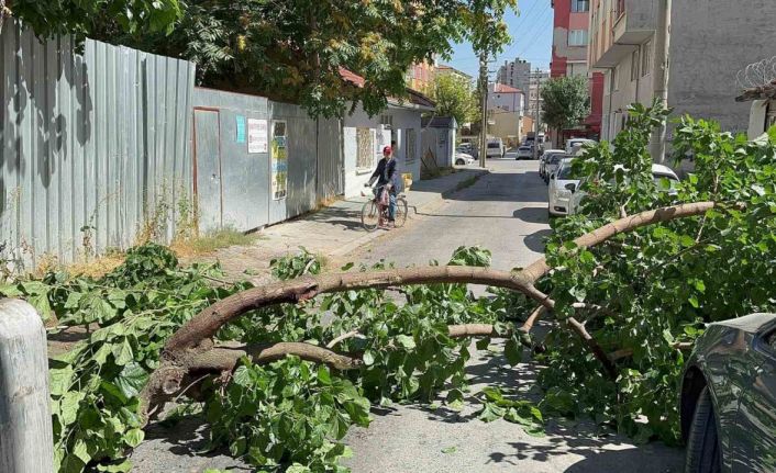 Yola devrilen ağaç korkuttu