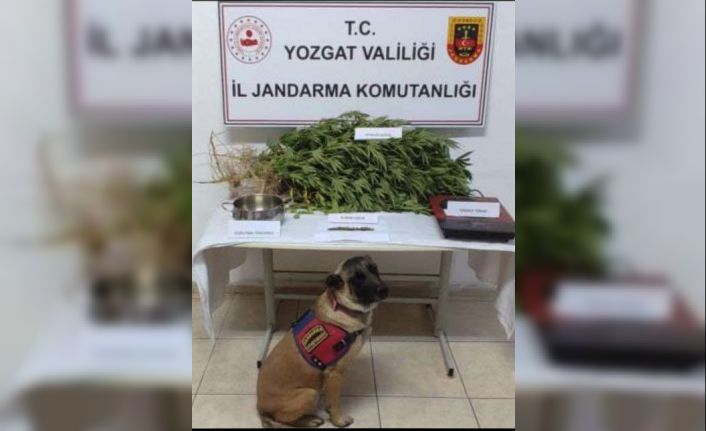 Yozgat’ta uyuşturucu operasyonu: 1 tutuklu