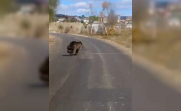 Ayı, gündüz vakti yolda aracın önüne çıktı