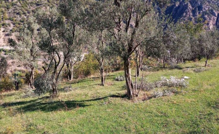 Ayılar bu kez zeytin ağaçlarına dadandı