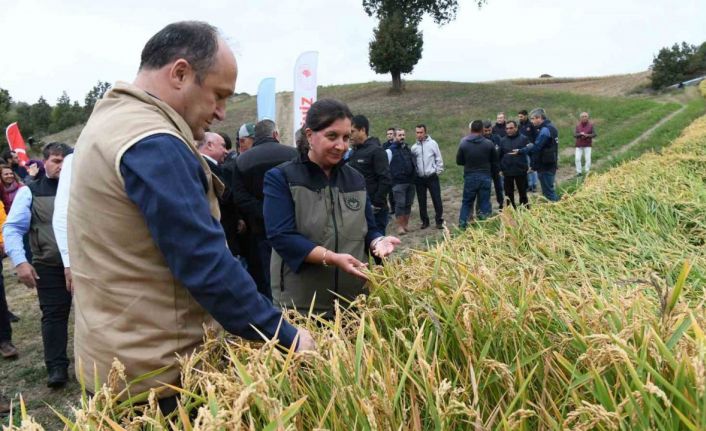 Çanakkale’de ’Damlaya Damlaya Çeltik Olur’ hasat programı