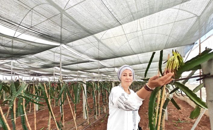 Eyyübiye Sera Kent tropikal meyvede başarıya ulaştı