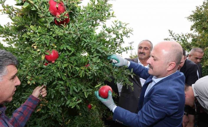 Samsat’ta nar hasadı başladı