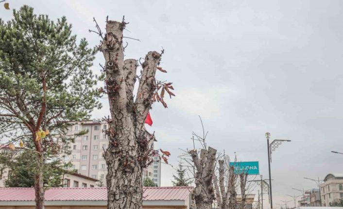 Belediyeden ağaç kesen müdürlük hakkında suç duyurusu