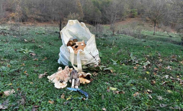 Bilecik’te vatandaşlar çuval çuval kanlıca mantarı topladı