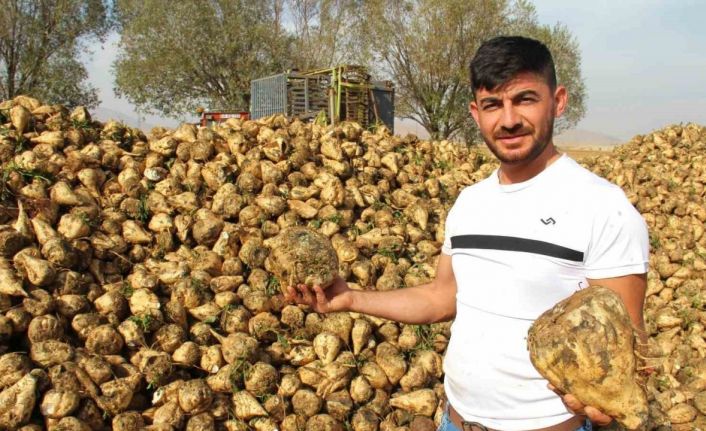 Kahramanmaraş’ta  şeker pancarı hasadı başladı