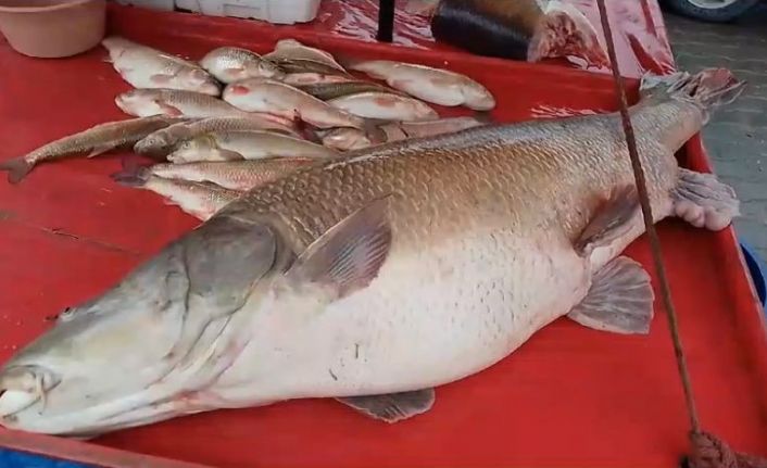 Karasu Nehri’nde 110 kiloluk turna balığı oltaya takıldı