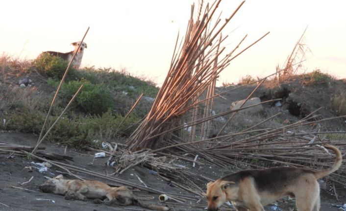 ’Köpeği bilerek ezdi’ iddiası