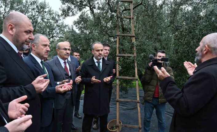 Orhangazi’de de zeytin hasadı başladı