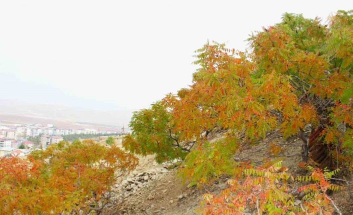 Sofraların vazgeçilmesi sumak ekşisi Kahramanmaraş’ta yapılmaya başlandı