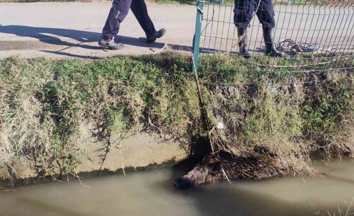 Sulama kanalına düşen yaban domuzu mahalleliyi ayağa kaldırdı