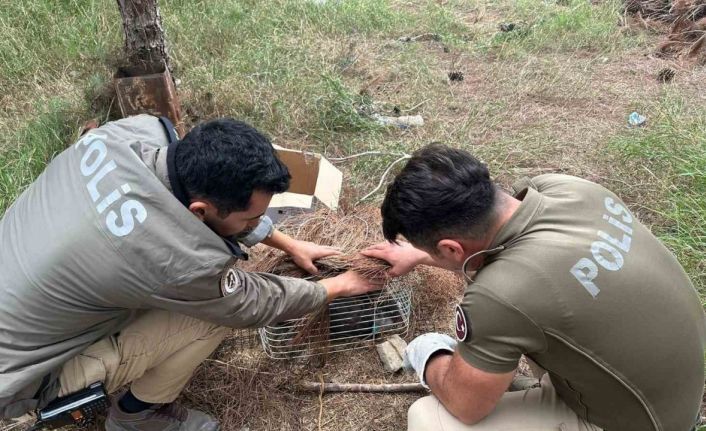 Tuzağa takılan ’bayağı çakır’ kuşunu polis kurtardı