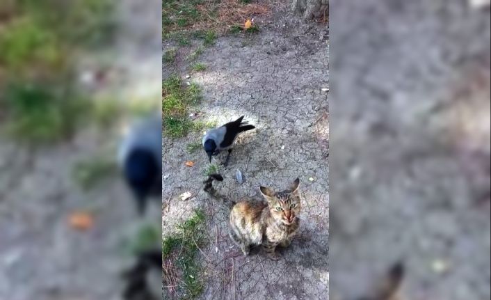 Yozgat’ta karganın kedi ile oyunu kameralara yansıdı