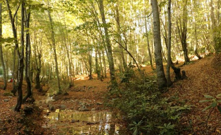 Zonguldak ormanlarında sonbahar güzelliği