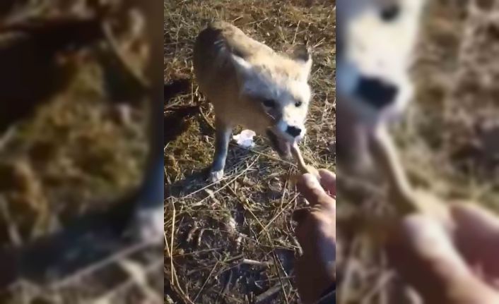 Ağrılı vatandaş, aç kalan tilkiyi elleriyle besledi