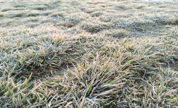 Eskişehir’de sabah saatlerinde bitkiler beyaza büründü