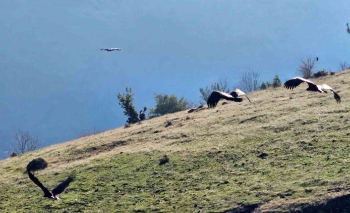 Kahramanmaraş’ta nesli tükenmekte olan akbabalar görüntülendi