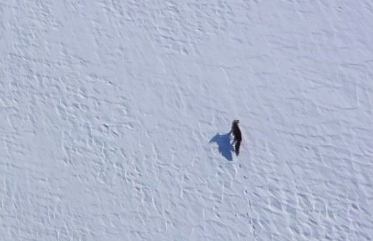 Kar üstünde yiyecek arayan tilki, dron ile görüntülendi