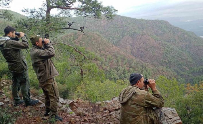 Köyceğiz’de yaban keçilerinin tespiti yapıldı