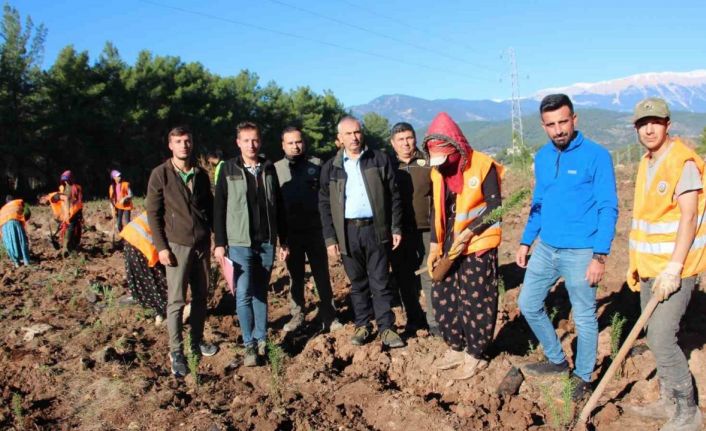 Kumluca’ya 50 dönümlük alanda ikinci bal ormanı